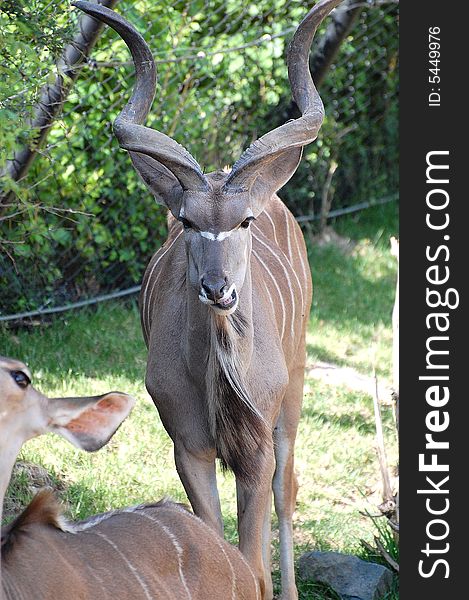 A kudu close up shot at our local zoo in indiana