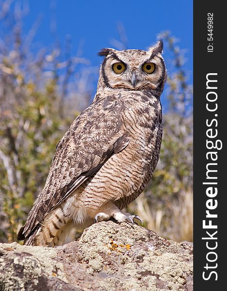 Great Horned Owl  (Bubo virginianus) in the Patagonian steppe, Southern Argentina.