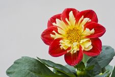 Dahlia In The Sunlight Stock Photos Dahlia In The Sunlight Stock Photos