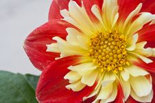 Dahlia In The Sunlight Stock Photos Dahlia In The Sunlight Stock Photos