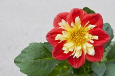 Dahlia In The Sunlight Stock Photography