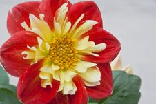 Dahlia In The Sunlight Stock Images