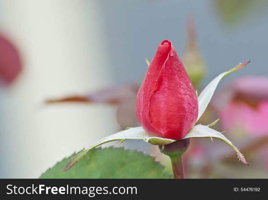 Beautiful, perfect, red rosebud basking in the sun. Beautiful, perfect, red rosebud basking in the sun