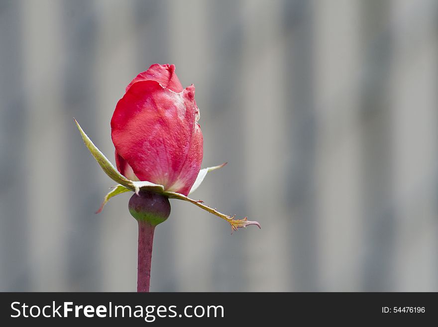 Beautiful Red Rose Bud