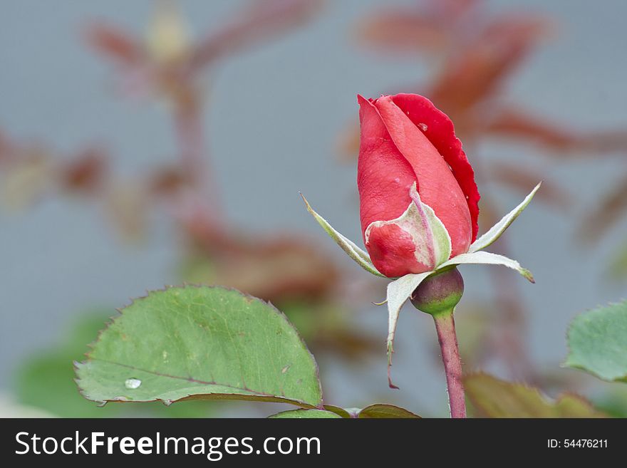 Beautiful, perfect, red rose basking in the sun with blue sky background. Beautiful, perfect, red rose basking in the sun with blue sky background