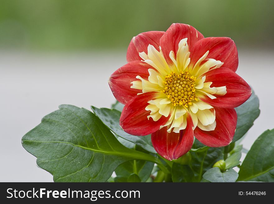 Beautiful red and yellow Dahlia basking in the sunshine. Beautiful red and yellow Dahlia basking in the sunshine