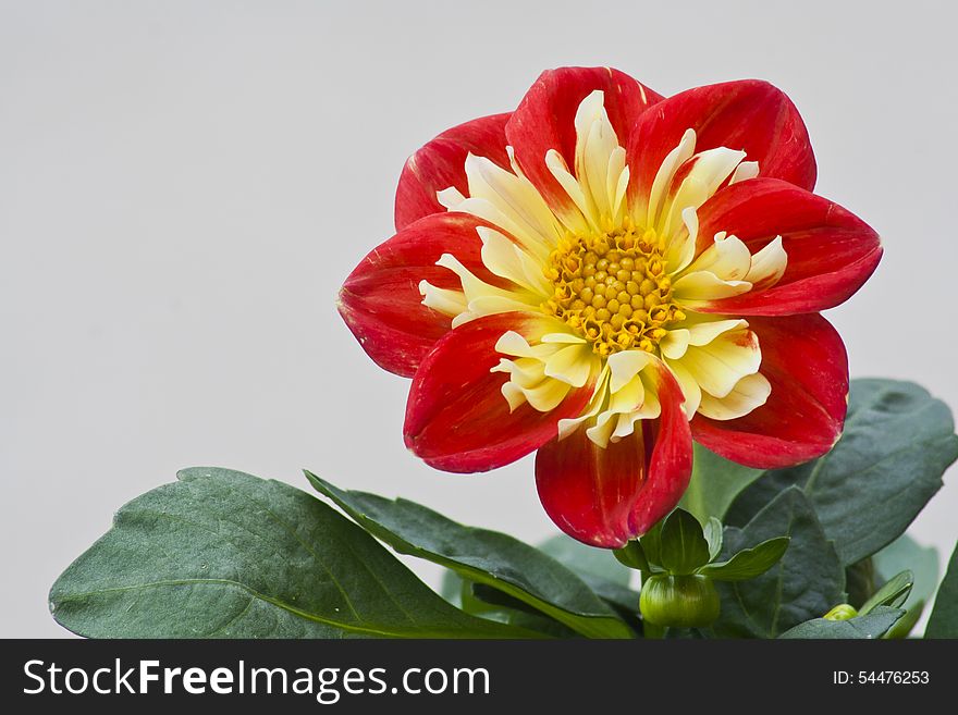 Beautiful red and yellow Dahlia basking in the sunshine. Beautiful red and yellow Dahlia basking in the sunshine