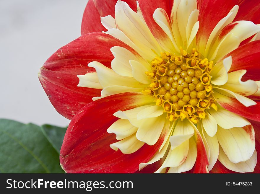 Beautiful red and yellow Dahlia basking in the sunshine. Beautiful red and yellow Dahlia basking in the sunshine