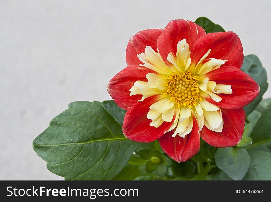 Beautiful red and yellow Dahlia basking in the sunshine. Beautiful red and yellow Dahlia basking in the sunshine