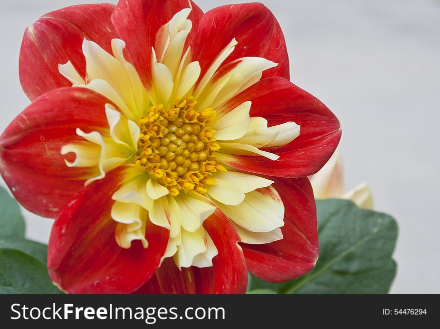 Beautiful red and yellow Dahlia basking in the sunshine. Beautiful red and yellow Dahlia basking in the sunshine