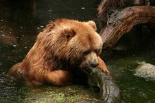 Bear In Water Stock Images Bear In Water Stock Images