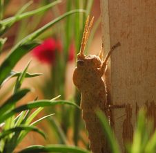Baby Grass Hopper _01 Royalty Free Stock Image Baby Grass Hopper _01 Royalty Free Stock Image