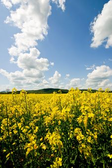 Rape Field1 Royalty Free Stock Photography Rape Field1 Royalty Free Stock Photography