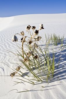 Lonely Plant  In White Dunes National Monument Stock Photography