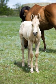 Quarter Horse Foal Stock Photos Quarter Horse Foal Stock Photos