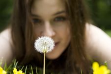 Dandelion Stock Image
