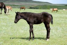 Quarter Horse Foal Stock Images