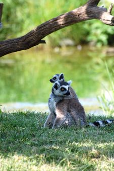 Ring-tailed Lemurs Cuddling Royalty Free Stock Image