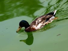 Swimming Wild Duck Stock Photo