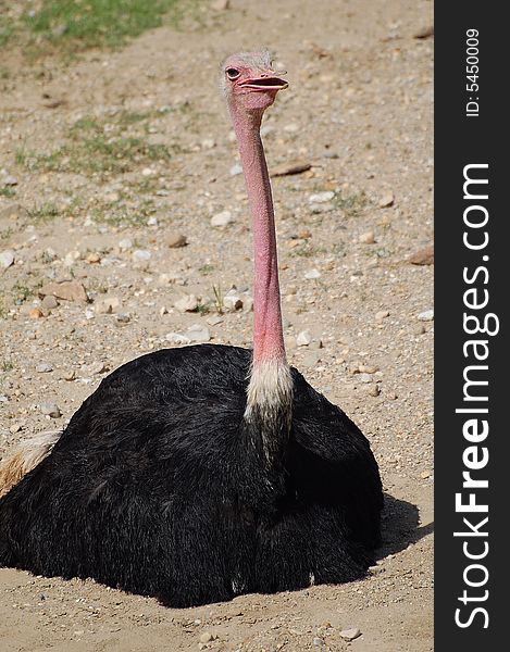 This ostrich was photographed at our local zoo in indiana. This ostrich was photographed at our local zoo in indiana