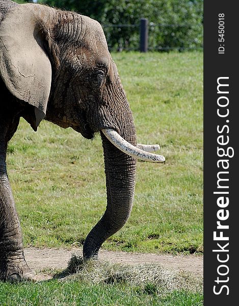 A african elephant shot at our local zoo in indiana