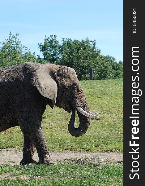 A african elephant feeding at our local zoo in indiana