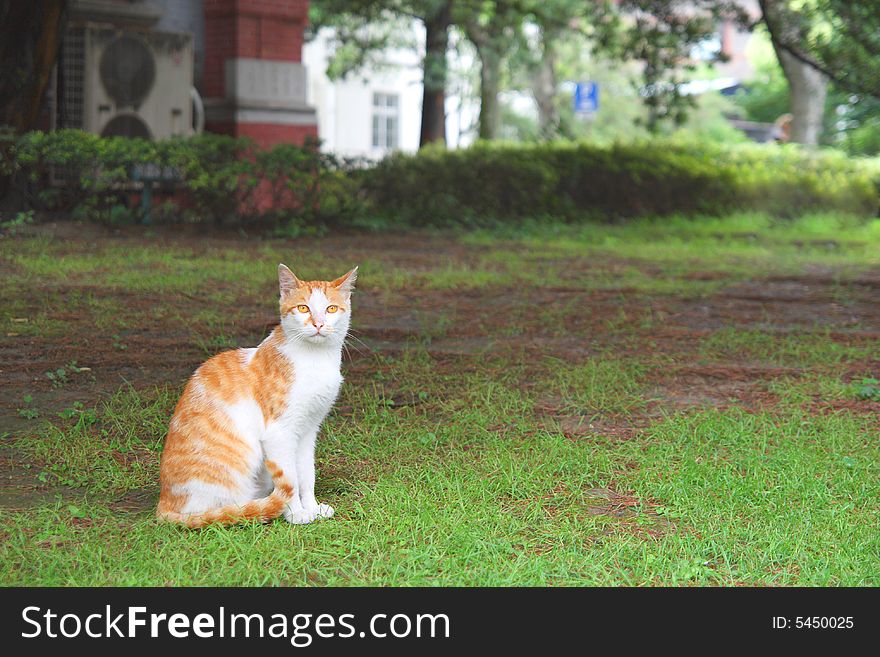 Two cats in the park