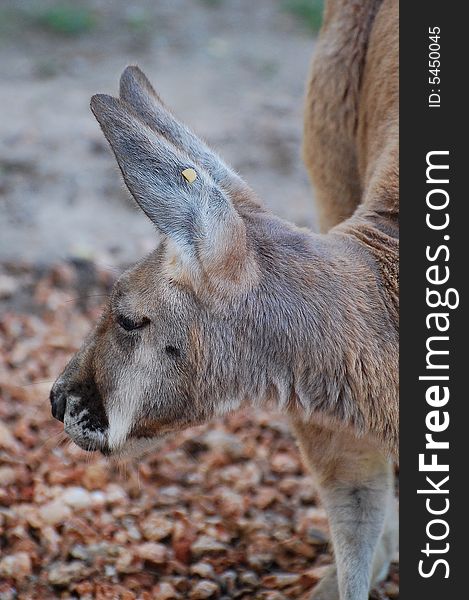 Close Up Of A Red Kangaroo