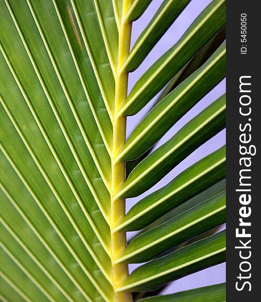 A Green Palm Frond i