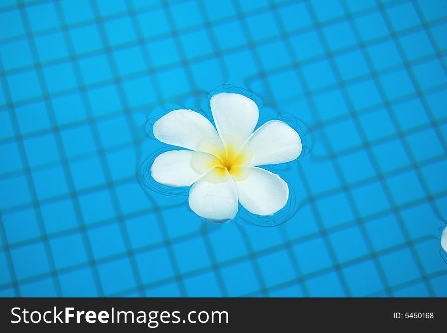 A white frangipani floating in the swimming pool. A white frangipani floating in the swimming pool.