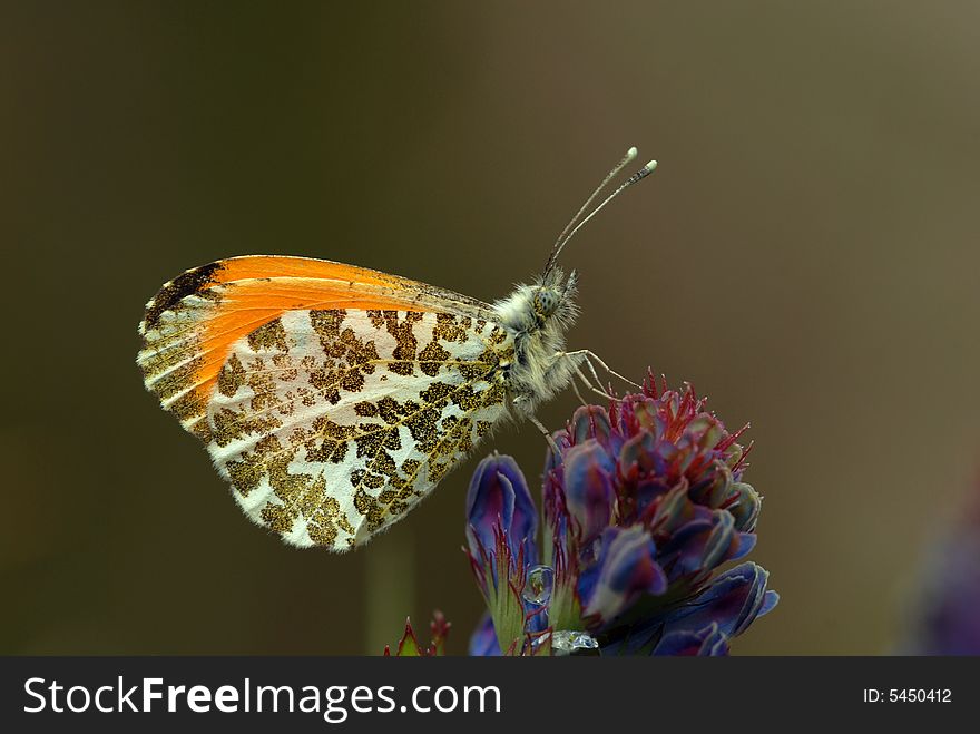 Butterfly (A.bambusarum Oberthur)