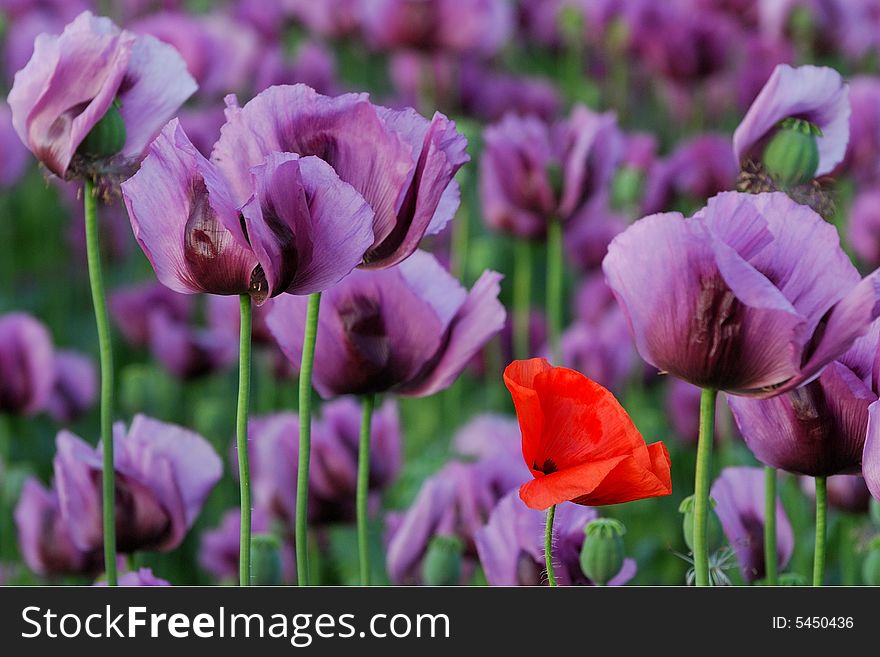 Red poppy among violet poppies. Red poppy among violet poppies