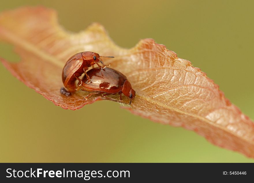 The warm colors in the leaf beetles on. The warm colors in the leaf beetles on.