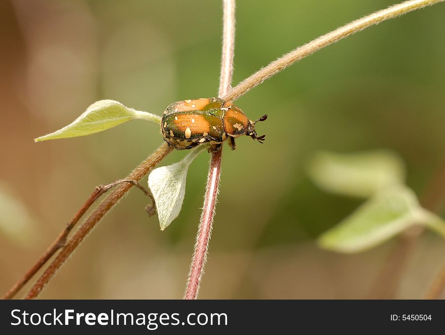 Beetles(Oxycetonia Bealiae)