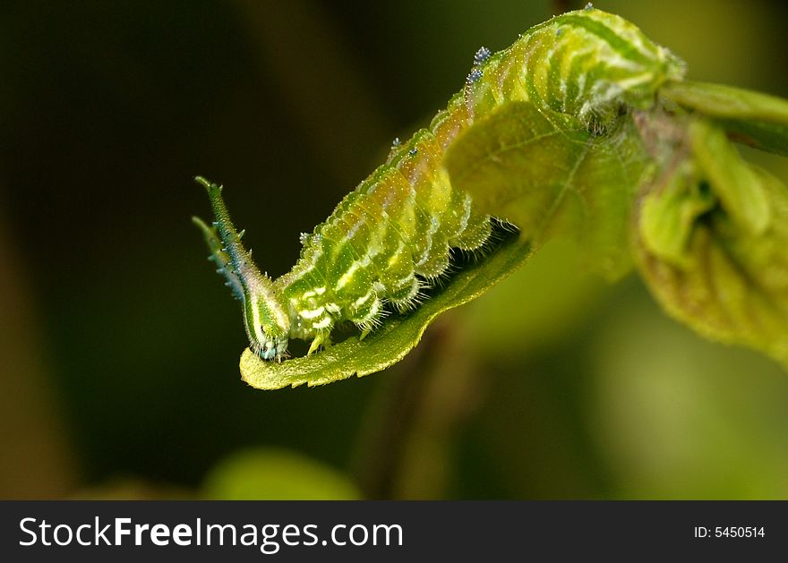 Hestina Assimilis Larvae