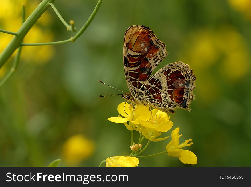 Butterfly (Timelaea Maculata Bremer Et Gray)