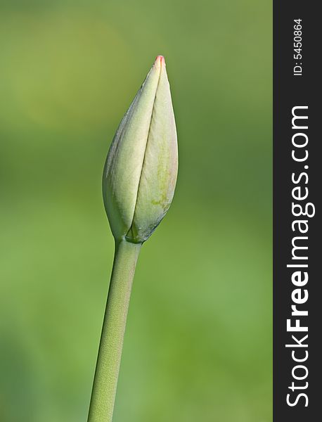 A green bud of a tulip in the spring