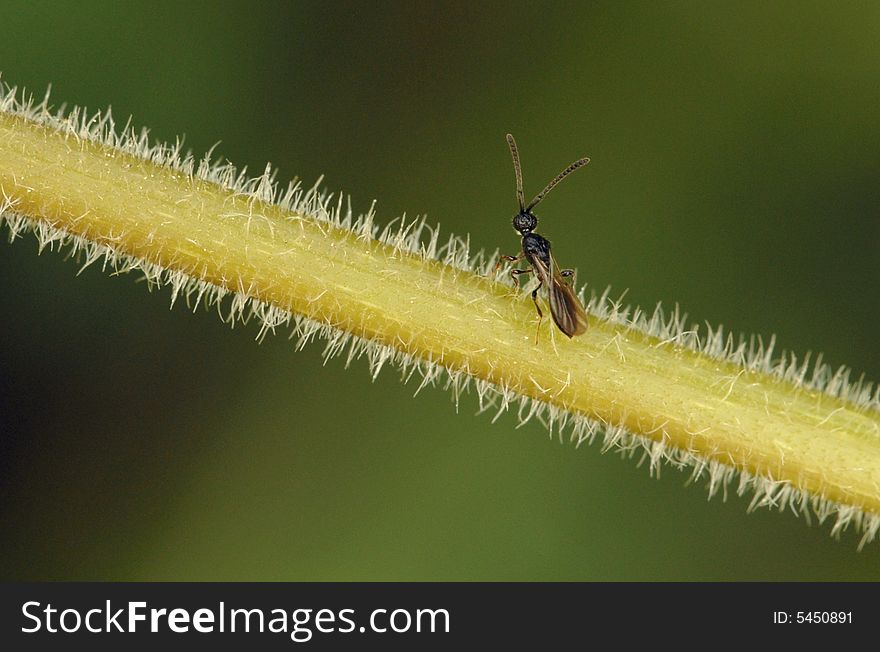 The 2MM long parasitic wasp, I thought that he is somewhat lonely