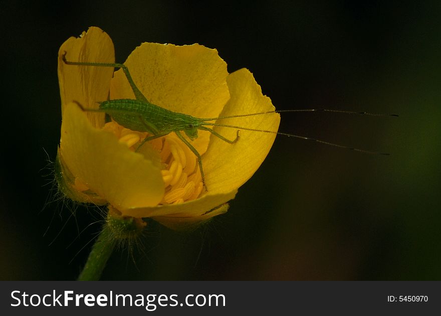 Warm Green Insect