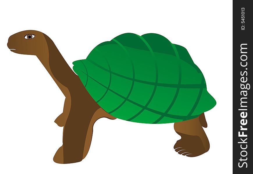 Tortoise on isolated background with abstract background
