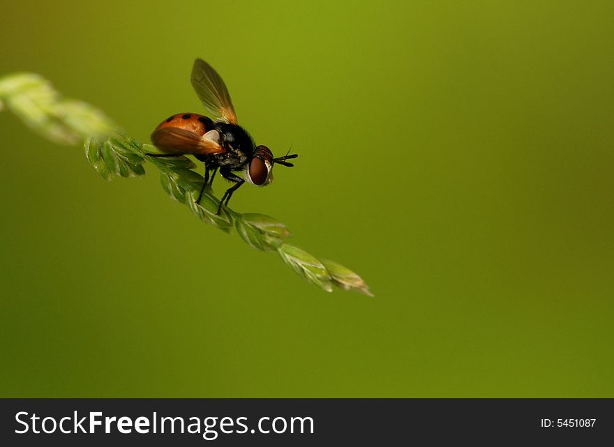 The musca, has not called specifically the specific name. In grass's front end. The musca, has not called specifically the specific name. In grass's front end.