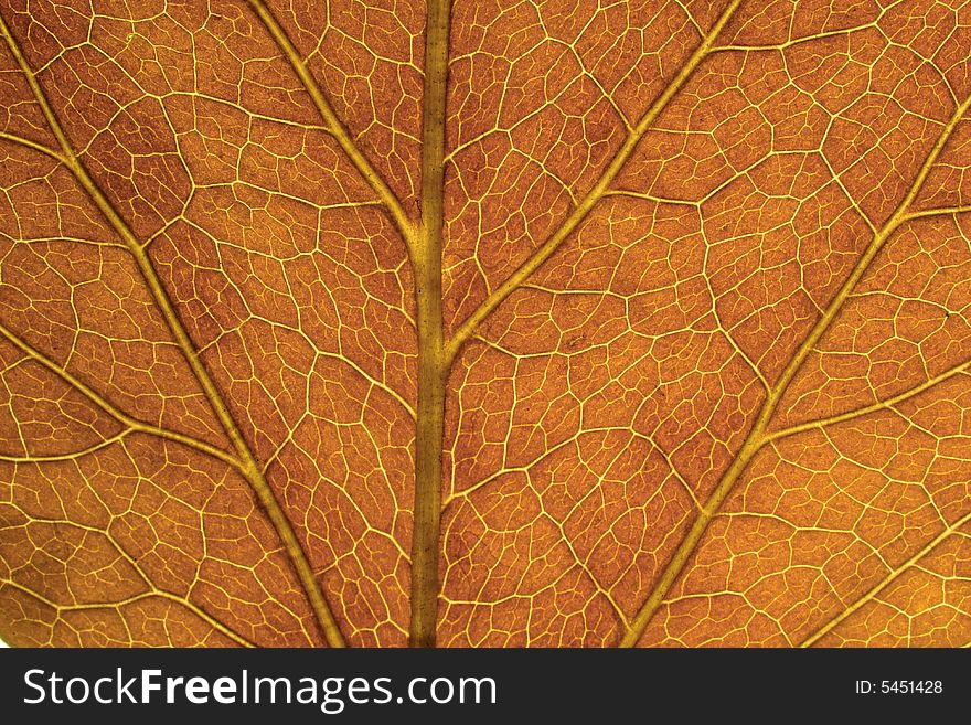 Brown leaf texture - macro shot