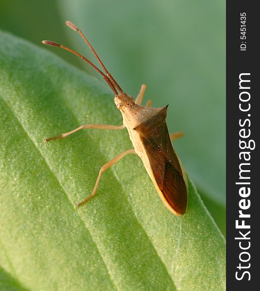 In the morning, the sunlight comes out, the stinkbug is enjoying warm. In the morning, the sunlight comes out, the stinkbug is enjoying warm.