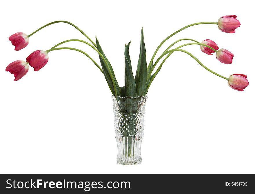 Red tulips in glass vase isolated on white