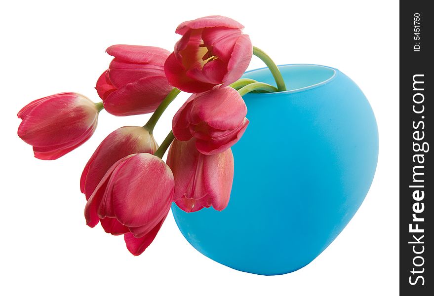 Red tulip in blue vase isolated on white