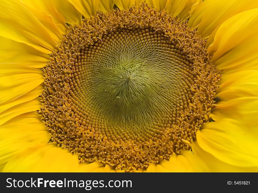 Sunflower as seasonal yellow background