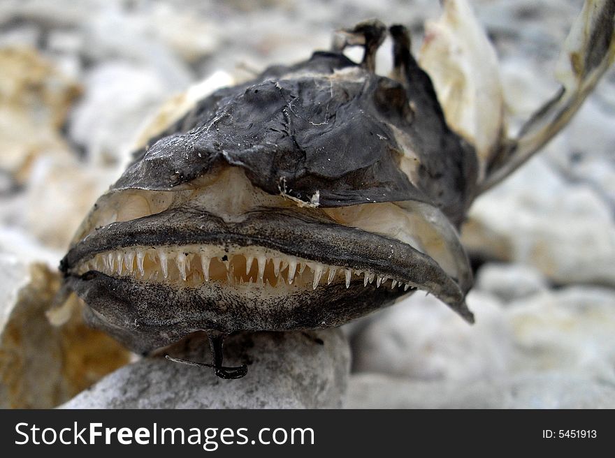 Esox skeleton`s evil smile on cloudy day. Esox skeleton`s evil smile on cloudy day