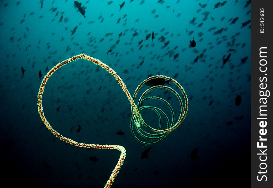 Spiral and fishes, Red sea