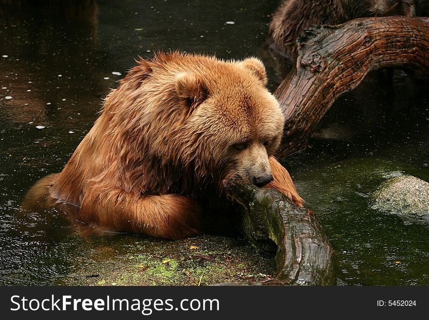 Bear in water licking tree