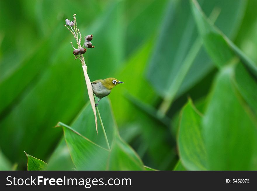 Bird and Mature fruit